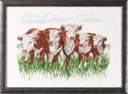 Hereford cows R/5344 41x29cm