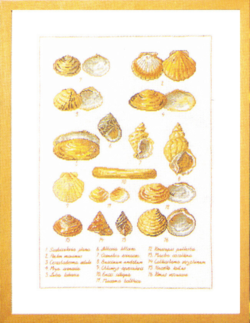 Gusci di cozze 41x56 5676